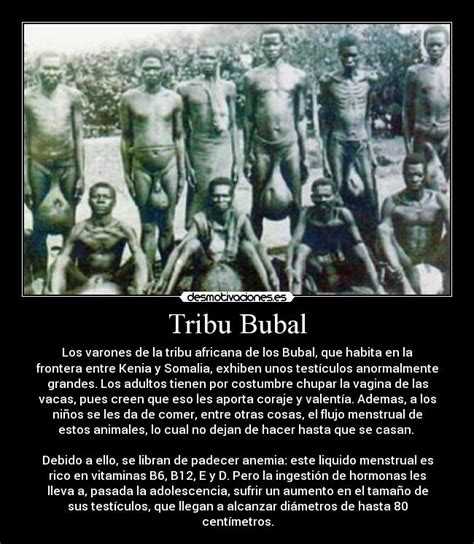 tribu testiculos grandes|Así es la Tribu Bubal, las personas con los testículos más。